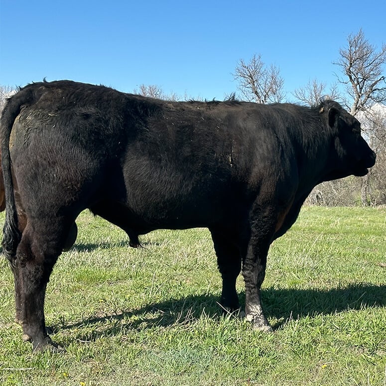 1135 Black Diesel