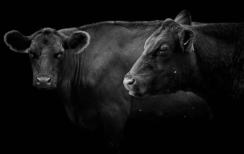 Black Cows